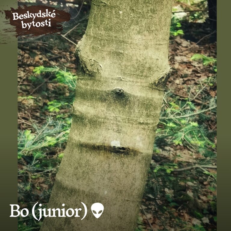 Bo junior